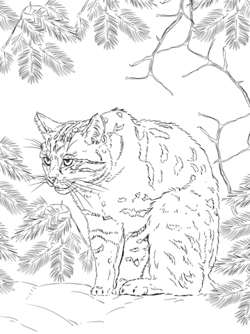 Scottish Wildcat Coloring Page